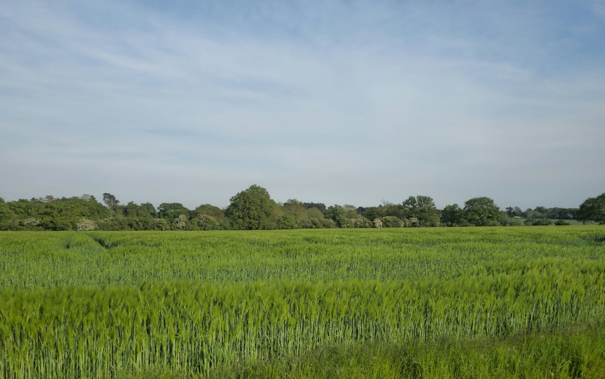 Základová fotografie zdarma na téma cereální, farma, hřiště