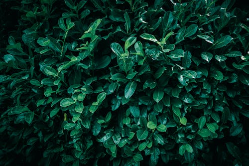 A close up of dark green Cherry Laurel leaves texture pattern