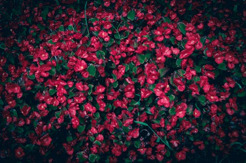 Bright red Begonia flowers in the park garden, texture pattern