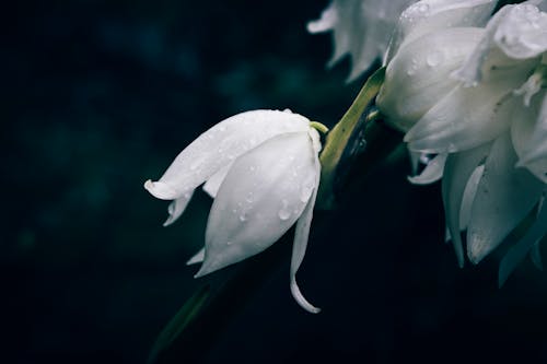 A close up of white Adam's needle flower with rain drops