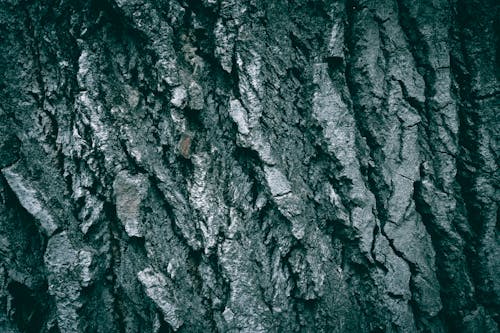 A close up of a Gray Poplar Cottonwood tree bark