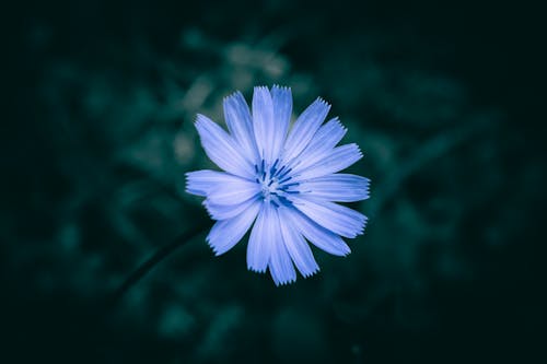 A close up of a purple meadow Chicory flower