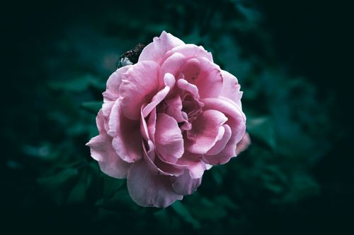 Free Captivating close-up of a pink rose with petals in bloom against a dark, rich background. Stock Photo