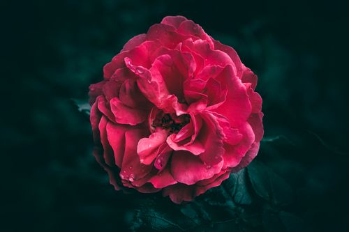 Free Close-up of a vivid pink rose with dew drops, set against a dark green background. Perfect for romantic themes. Stock Photo