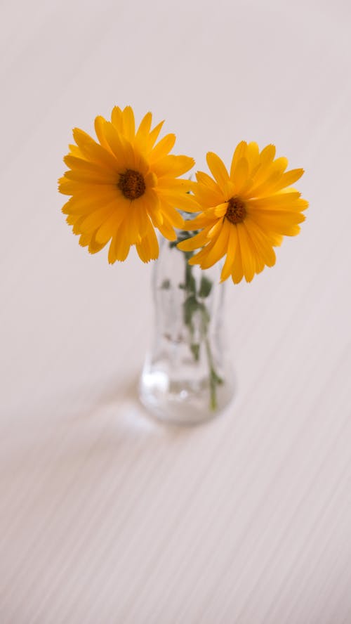 Two yellow flowers in a glass vase on a white table