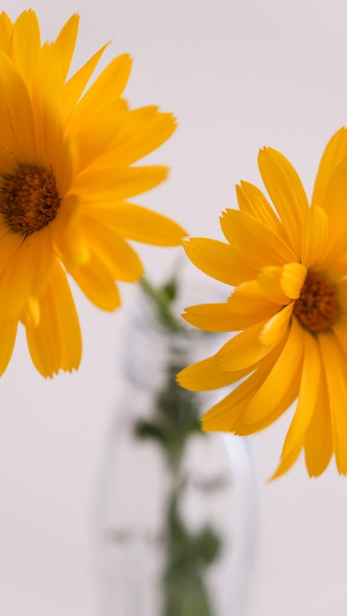 Two yellow flowers in a glass vase