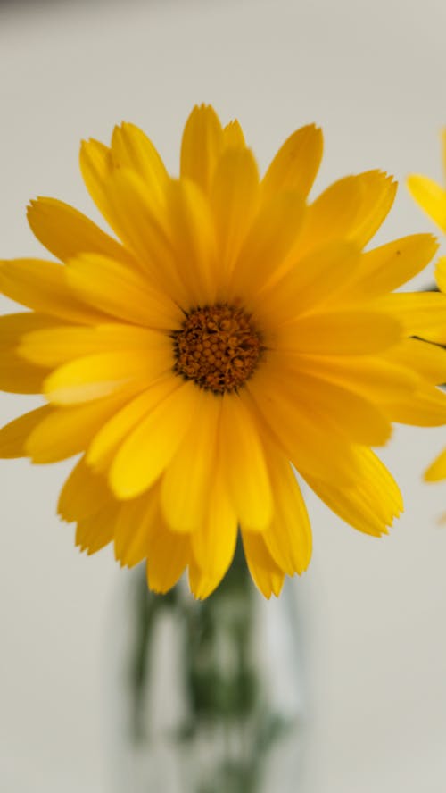 Two yellow flowers in a clear vase