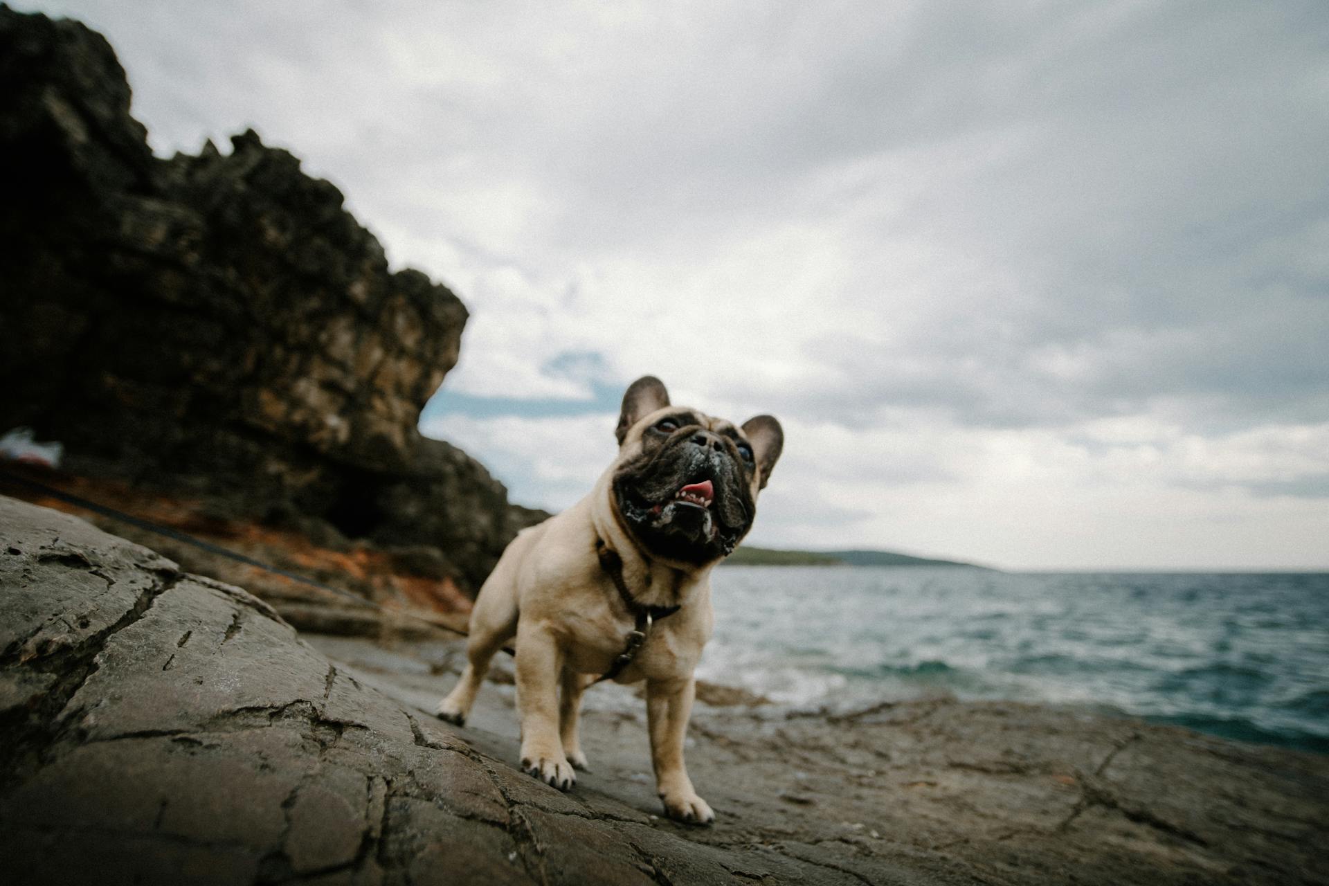 A Bulldog on the Beach