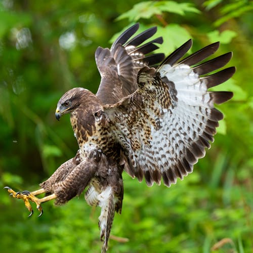A hawk is landing on the ground with its wings spread