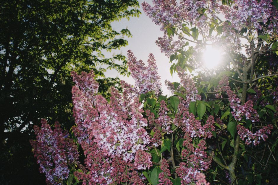 Lilac blossoms in spring — established lilac tree after professional pruning service Surrey BC