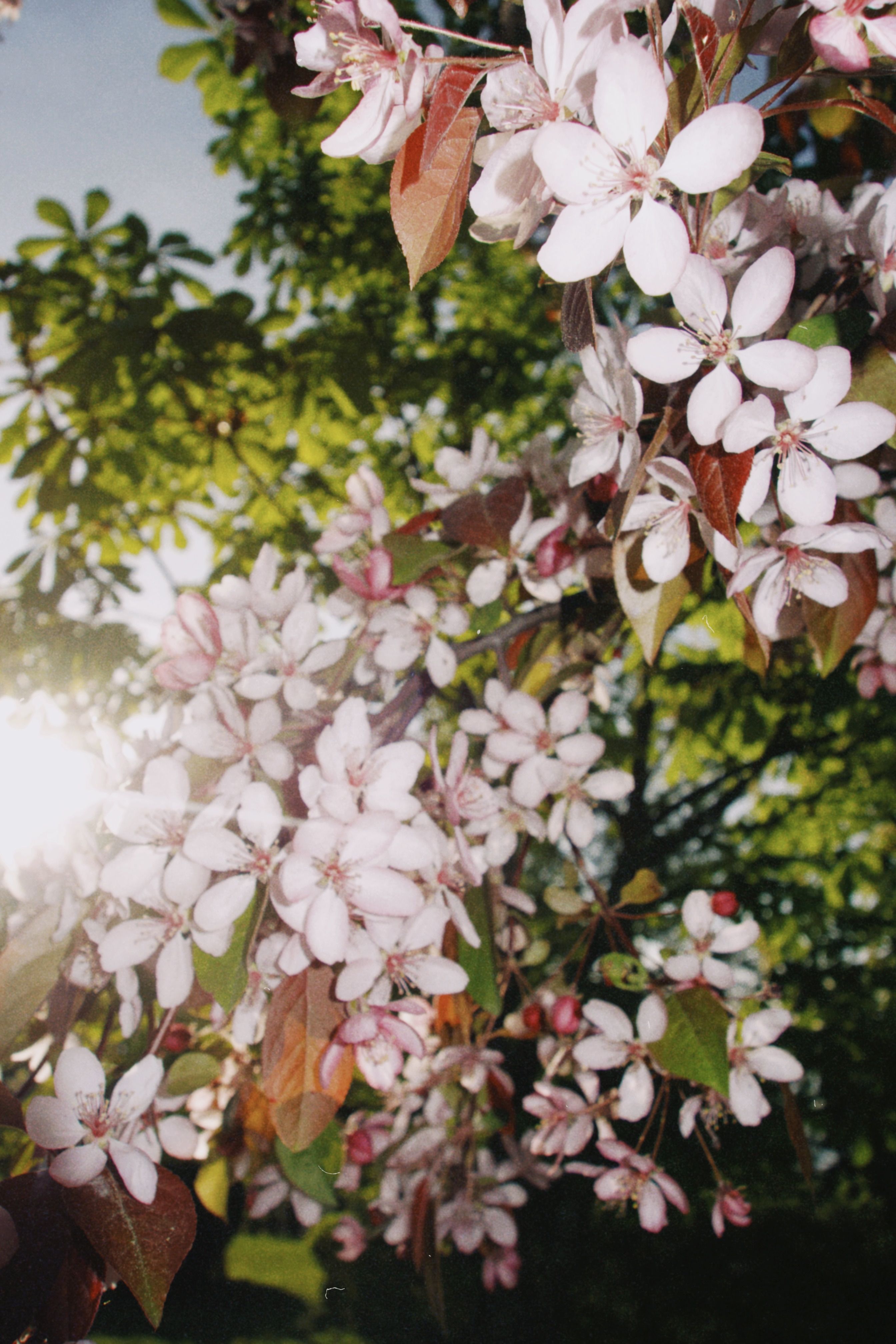 Blossoms in Sunlight · Free Stock Photo