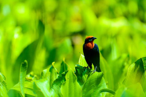 Fotos de stock gratuitas de al aire libre, biología, brillante