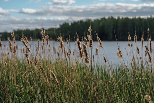 A field of tall grass near a lake