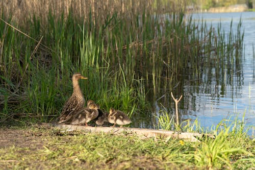 A duck and her babies are standing on the shore of a lake