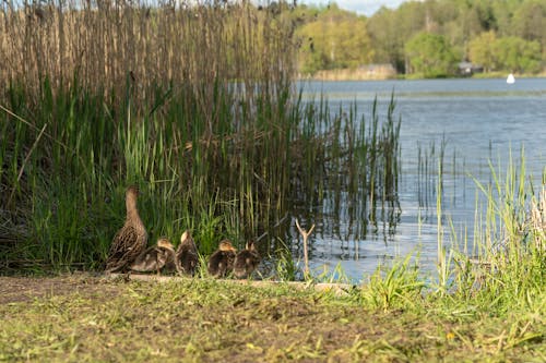A group of ducks are standing in the grass near a lake
