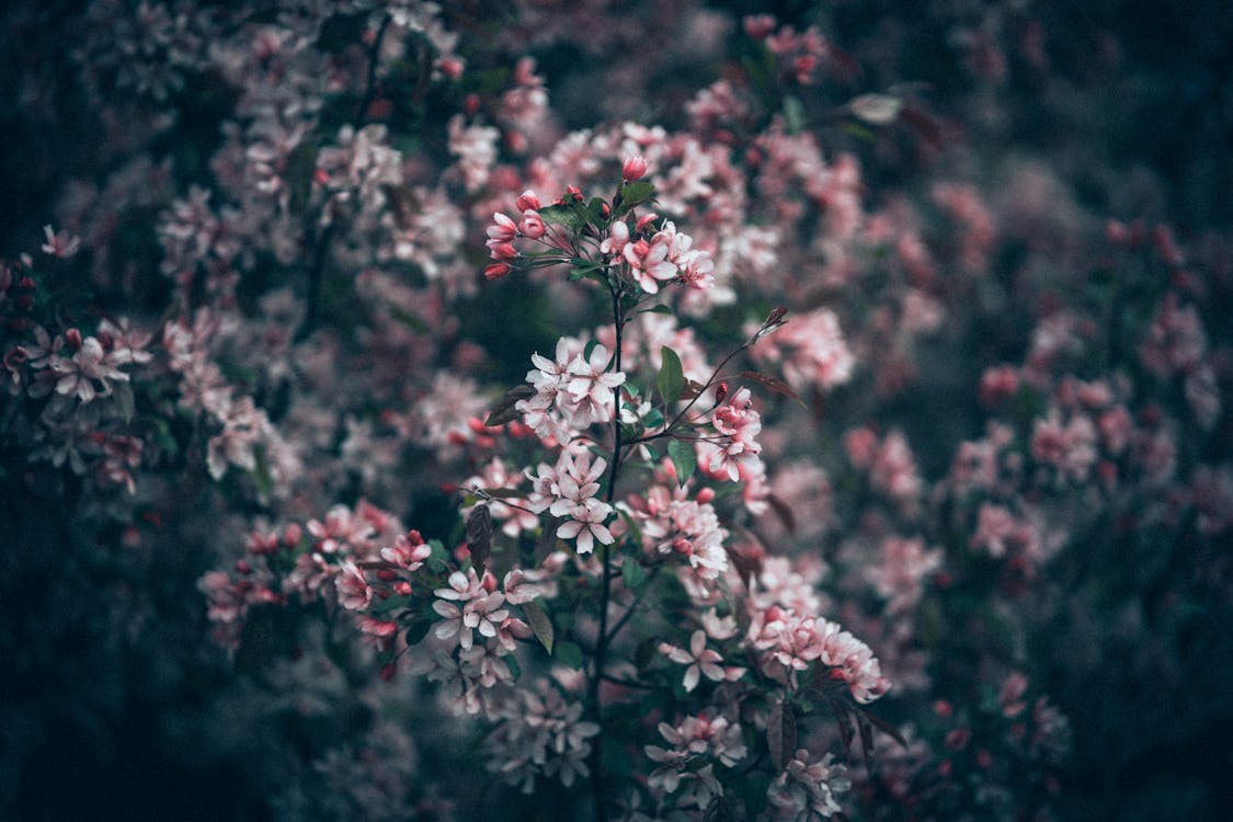 Photos gratuites de arbre, branche, brillant