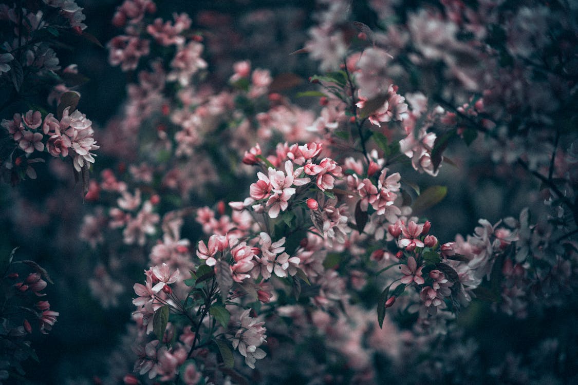 Fotos de stock gratuitas de al aire libre, árbol, bonito