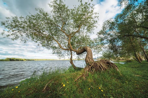 A tree with roots growing out of the ground near a lake