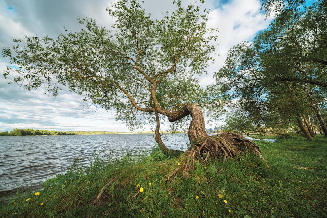 Immagine gratuita di acqua, alba, albero