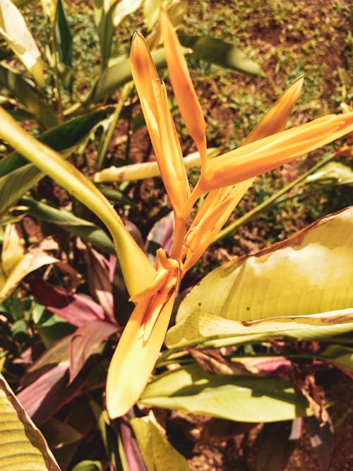 Free stock photo of flowers, garden, lily