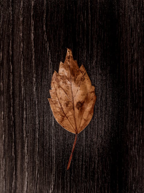 Brown Leaf Di Atas Papan Kayu