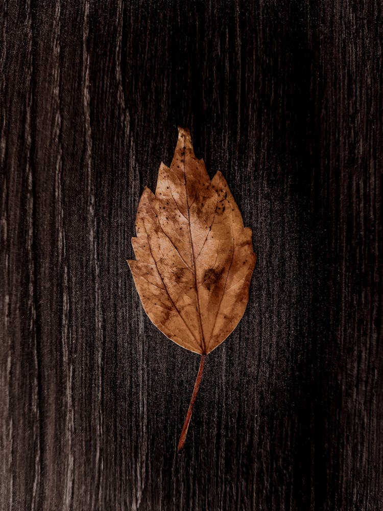 Brown Leaf On A Wooden Plank