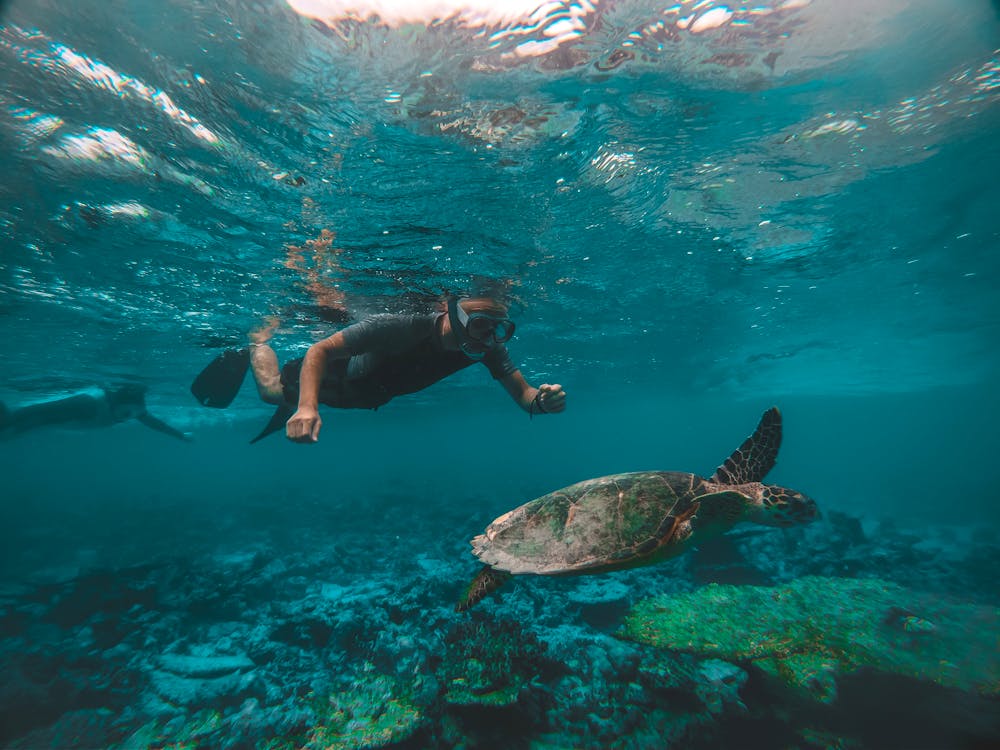 Man Snorkeling While Looking at Ocean Turtle