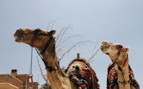 Two Brown Camel Animals