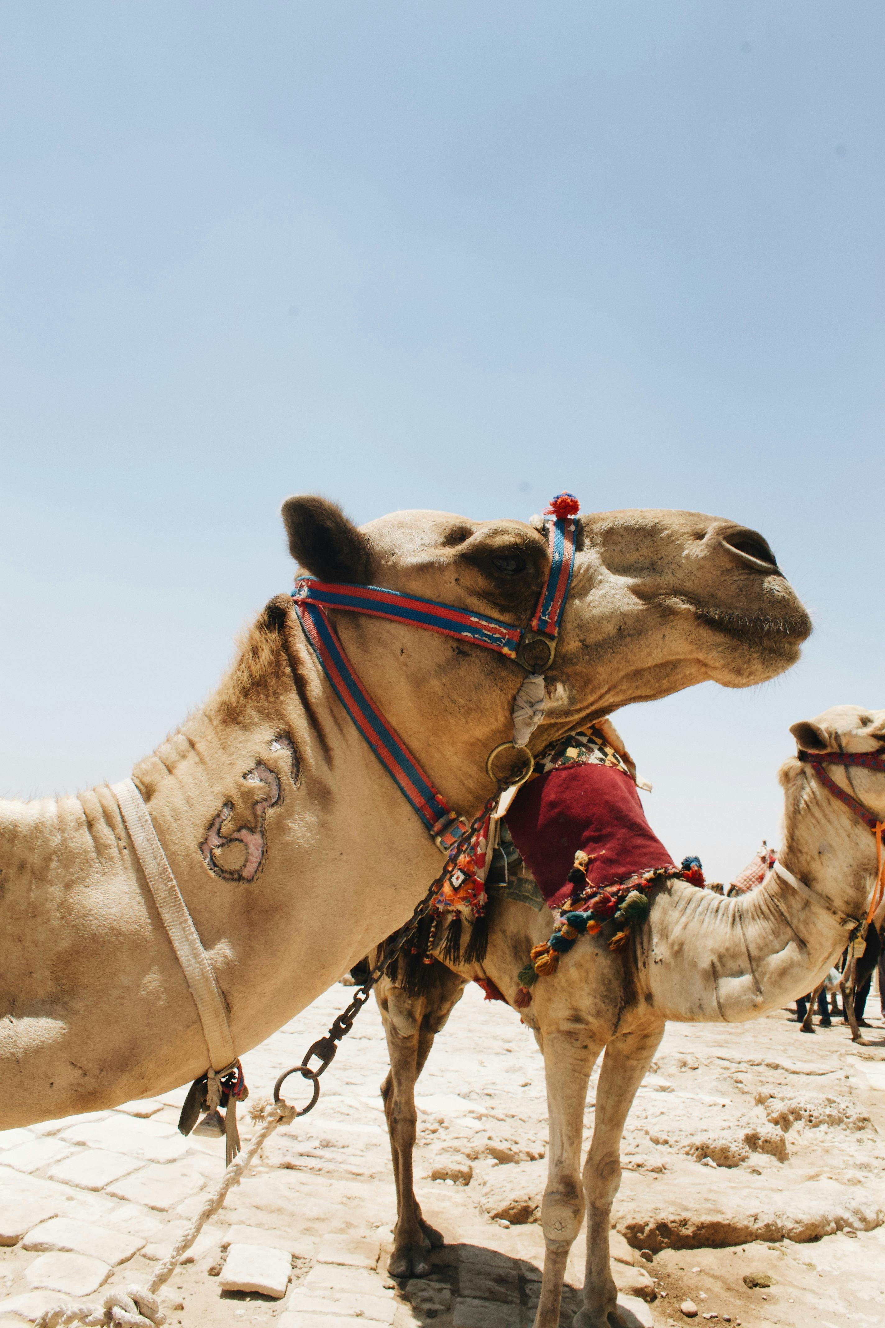 brown camel on brown soil