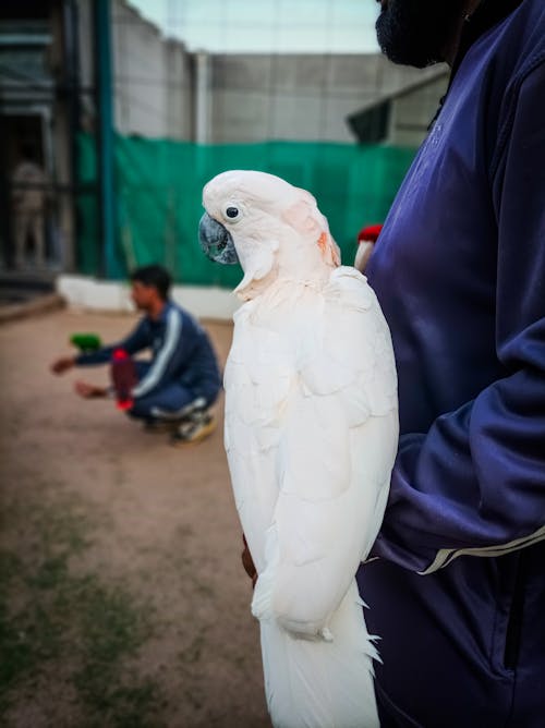 A white cockatoo is held by a man