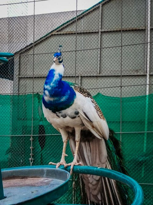 A peacock with blue and white feathers standing on a green metal pole