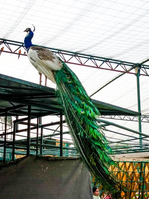 A peacock with a long tail standing on top of a roof