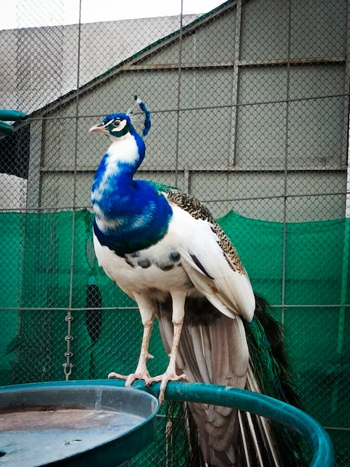 A peacock is standing on a green metal stand