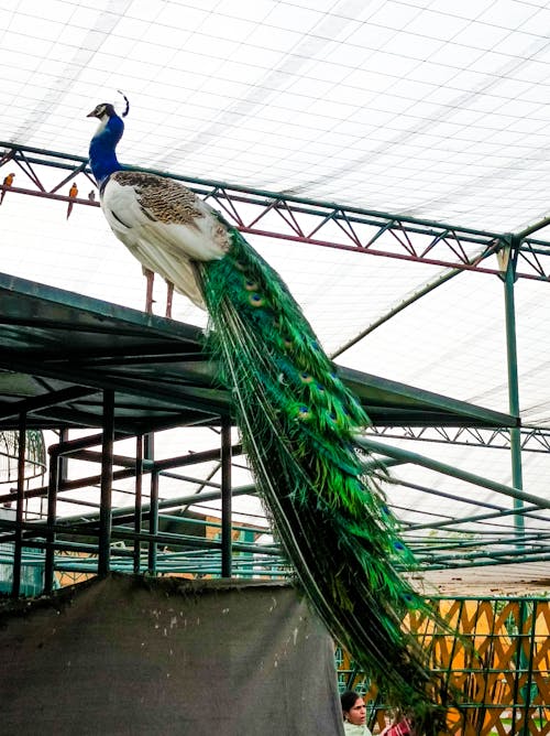 A peacock with a long tail is standing on top of a roof