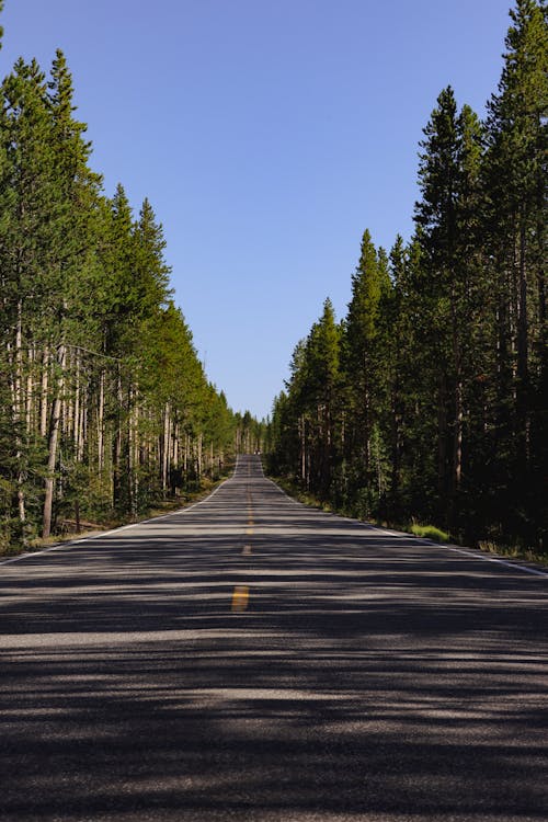 Empty Road in Yellowstone 