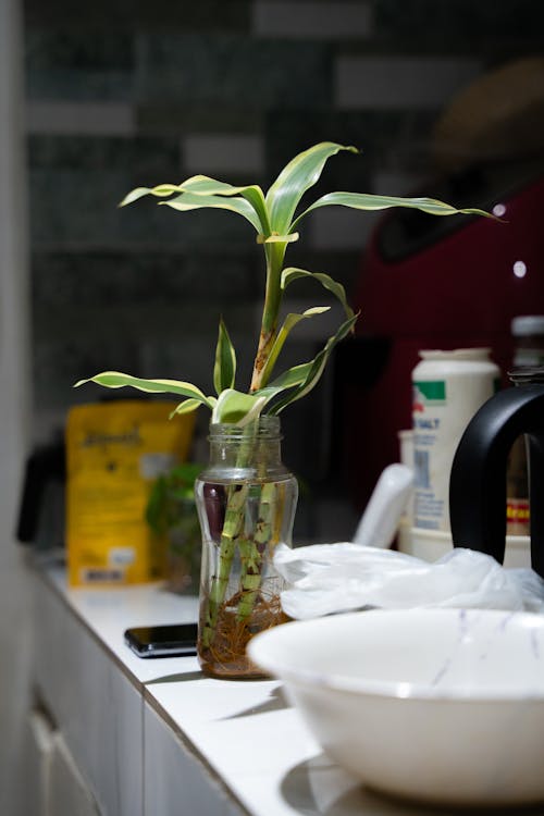 A plant in a jar on a counter next to a bowl of water