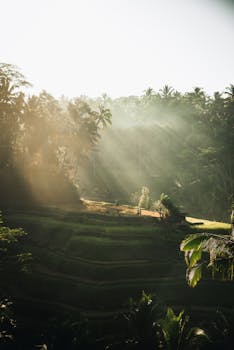 阳光明媚的稻田景色迷人，四周环绕着郁郁葱葱的热带森林和薄雾，非常适合旅行和自然主题
