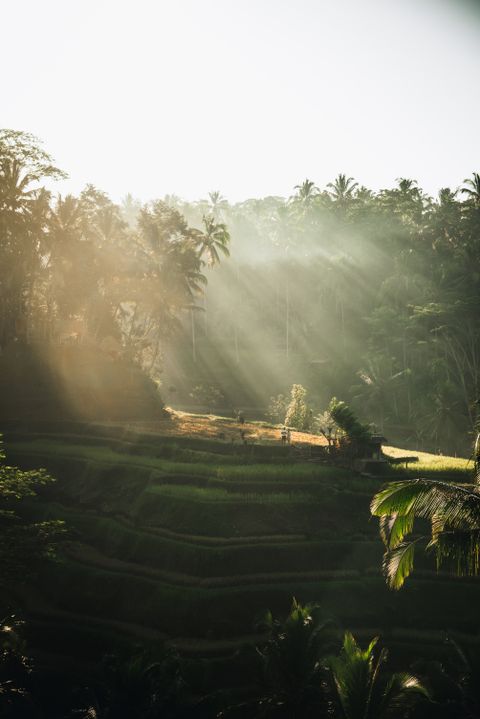 Lush tropical landscape in Central Sulawesi, Indonesia where vanilla is grown — Lanskap tropis subur di Sulawesi Tengah