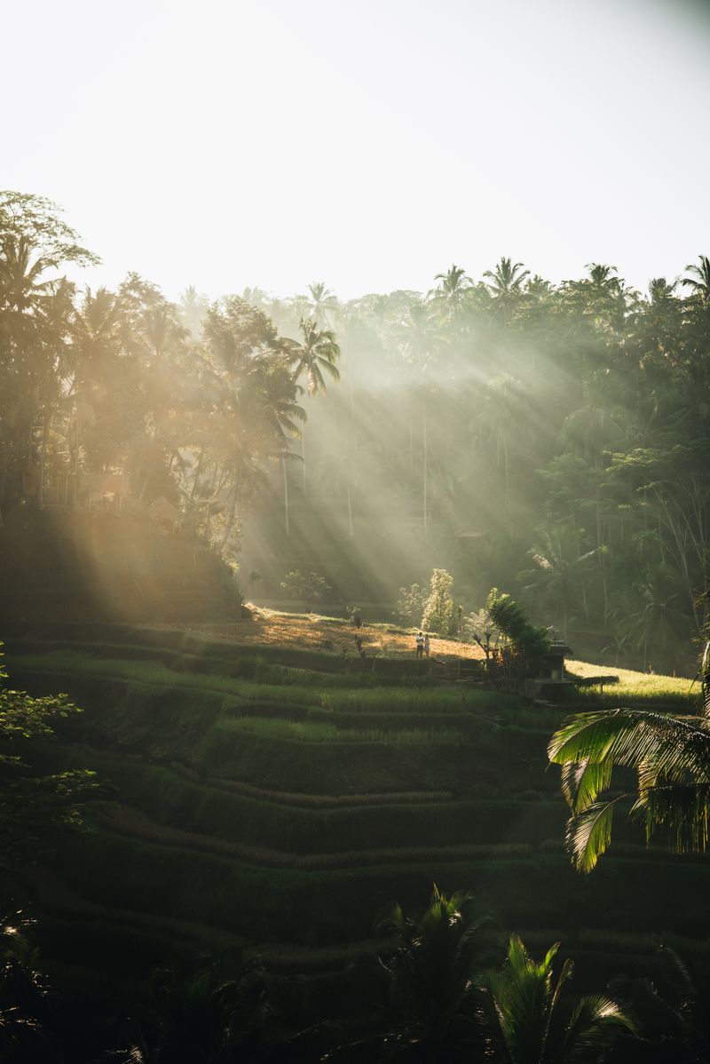 Lush tropical landscape in Central Sulawesi where vanilla vines grow under forest canopy — Lanskap tropis Sulawesi Tengah tempat vanili tumbuh di bawah kanopi hutan