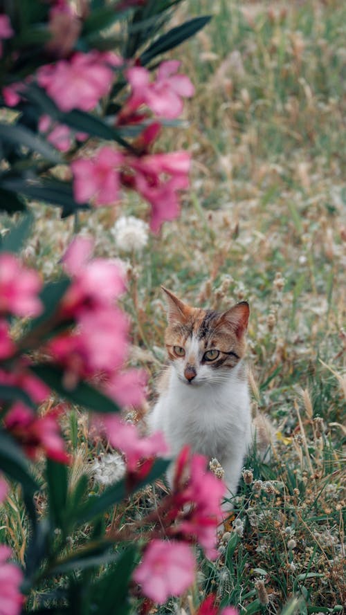A cat is standing in the middle of a field of flowers