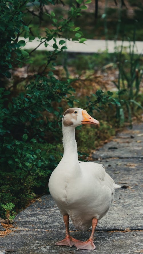 A white goose standing on a stone path