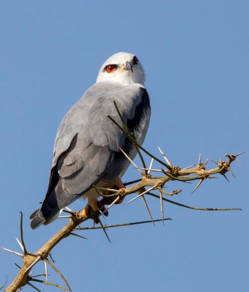 Free Close-up of a Letter-Winged Kite on a branch against a clear blue sky. Stock Photo
