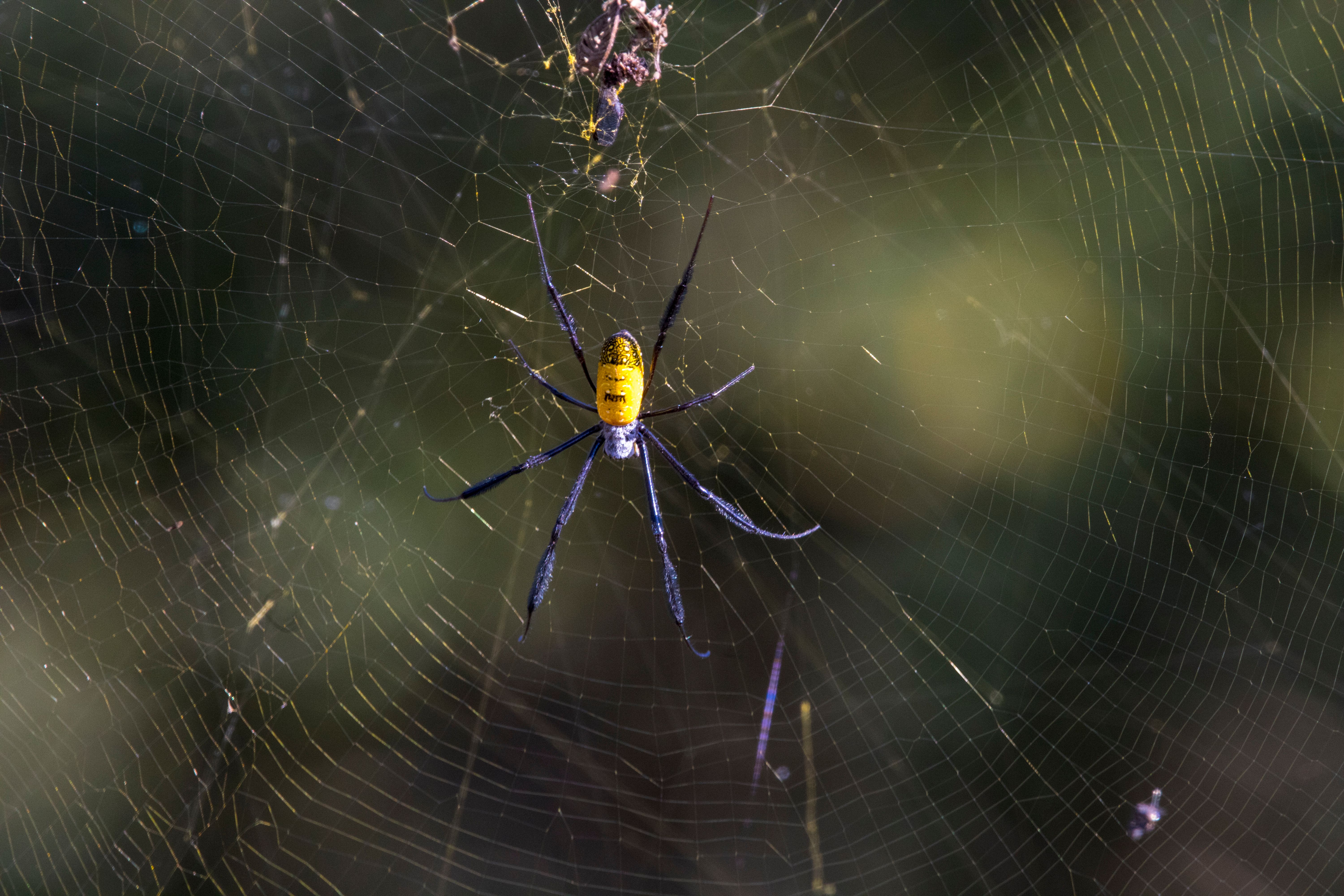 joro spider