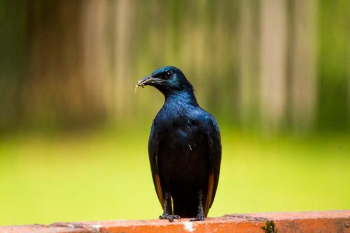 Free A glossy starling sits on a wall against a blurred green background, capturing nature's tranquility. Stock Photo