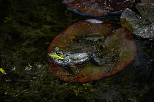 Green Frog Sitting on a Water Lily