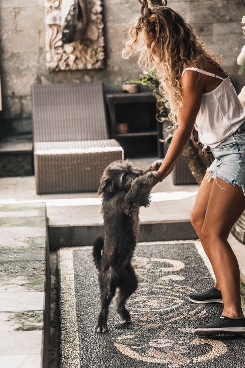 Free Stylish woman with curly hair playing with a dog in a cozy indoor setting. Stock Photo