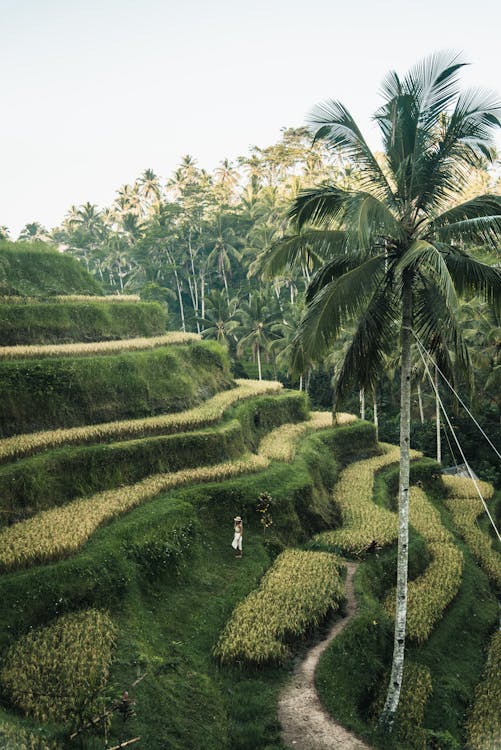 Free Person Standing on Rice Terraces Stock Photo