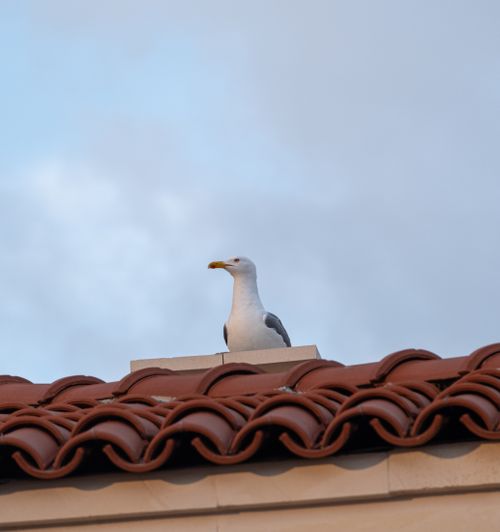 Free A seagull is perched on a red-tiled roof under a clear sky in Foça, İzmir. Stock Photo