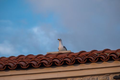Free A seagull sits atop a red-tiled roof under a partly cloudy sky in Foça, İzmir. Stock Photo