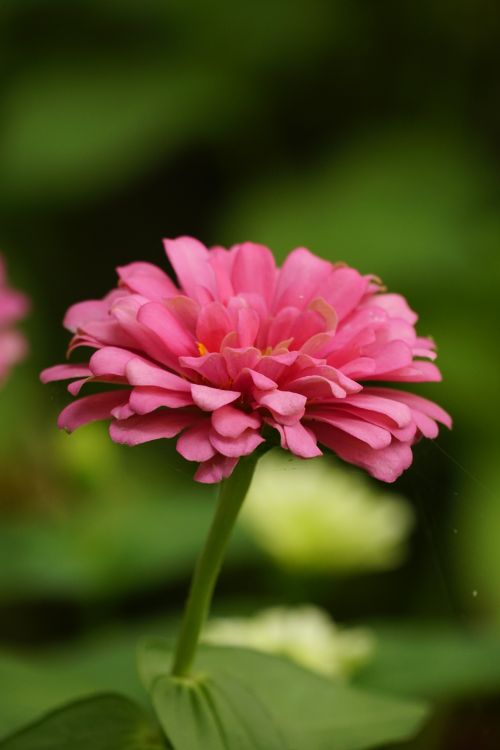 Free Detailed close-up of a vibrant pink zinnia flower against a lush green background. Stock Photo